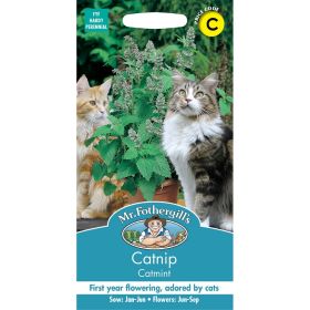 Catnip Catmint Seeds
